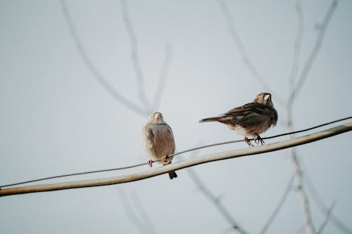 dal, hayvan fotoğrafçılığı, Kuş gözlemciliği içeren Ücretsiz stok fotoğraf
