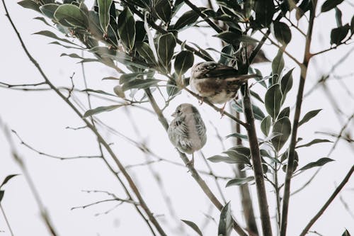 Two Sparrows Perching on Tree