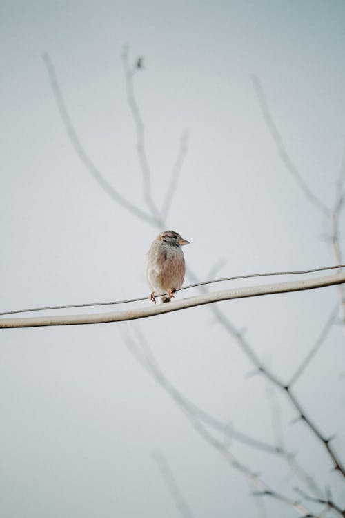 Sparrow Perching on Wire