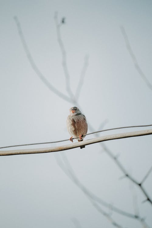 Sparrow on Branch