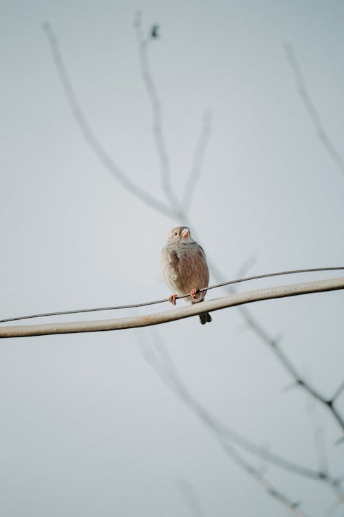 Little Sparrow on Branch