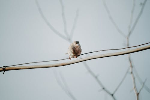 Tiny Bird on Twig