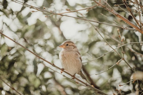 Bird on Twig in Close-up View