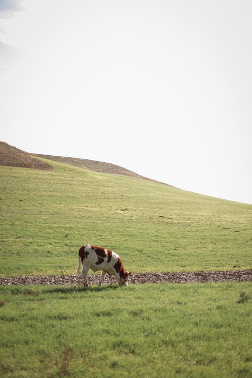 Foto profissional grátis de campina, criação de gado, fotografia animal