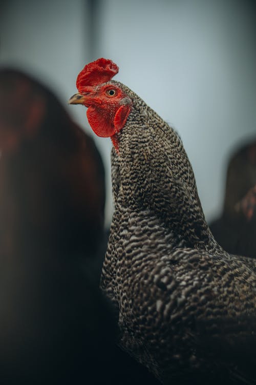 Cockerel on Farm