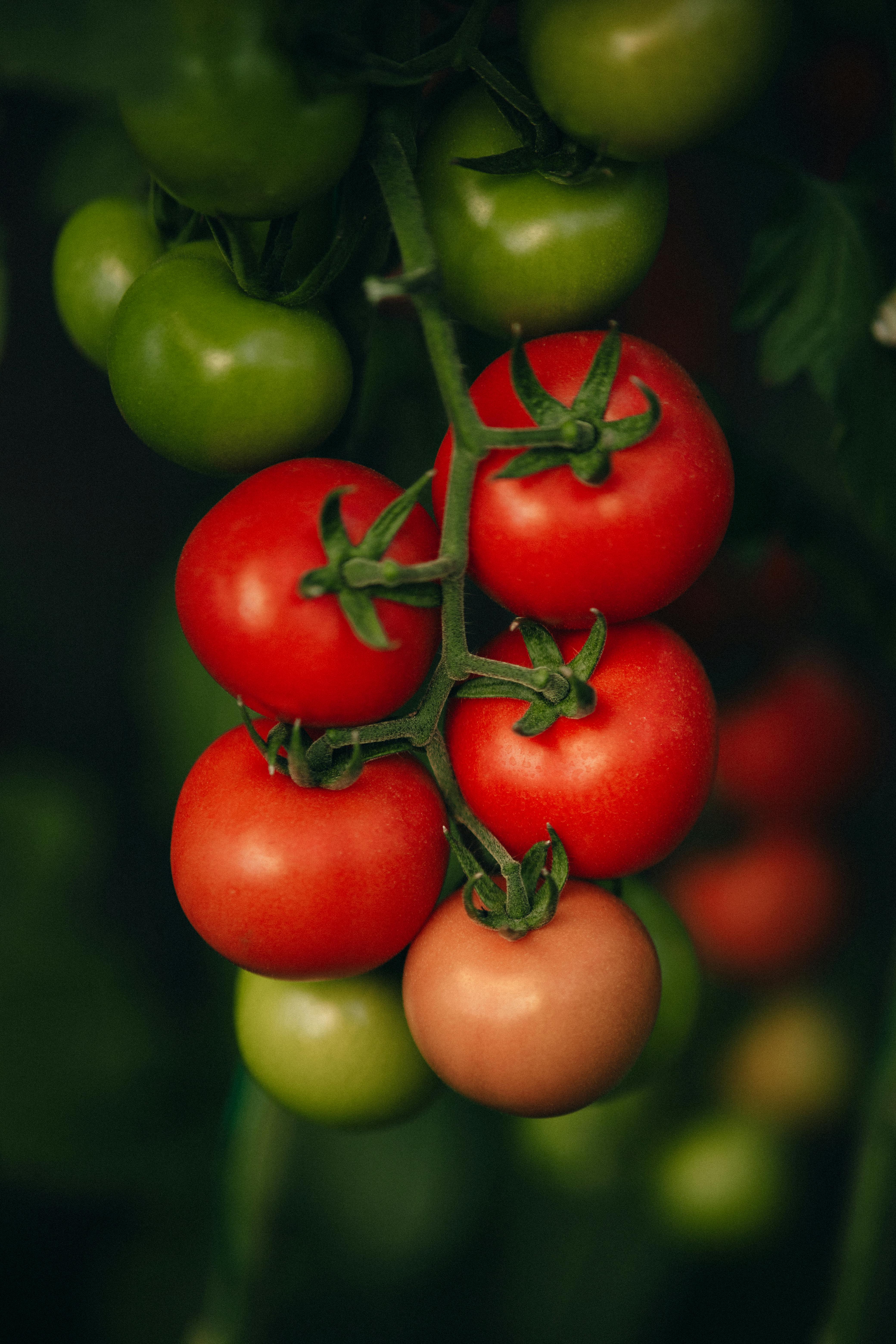 免費 下田, 健康, 口感 的 免費圖庫相片 圖庫相片