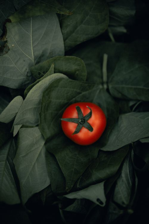 Free A fresh red tomato sits on lush green leaves, creating a vivid contrast in this nature-themed image. Stock Photo