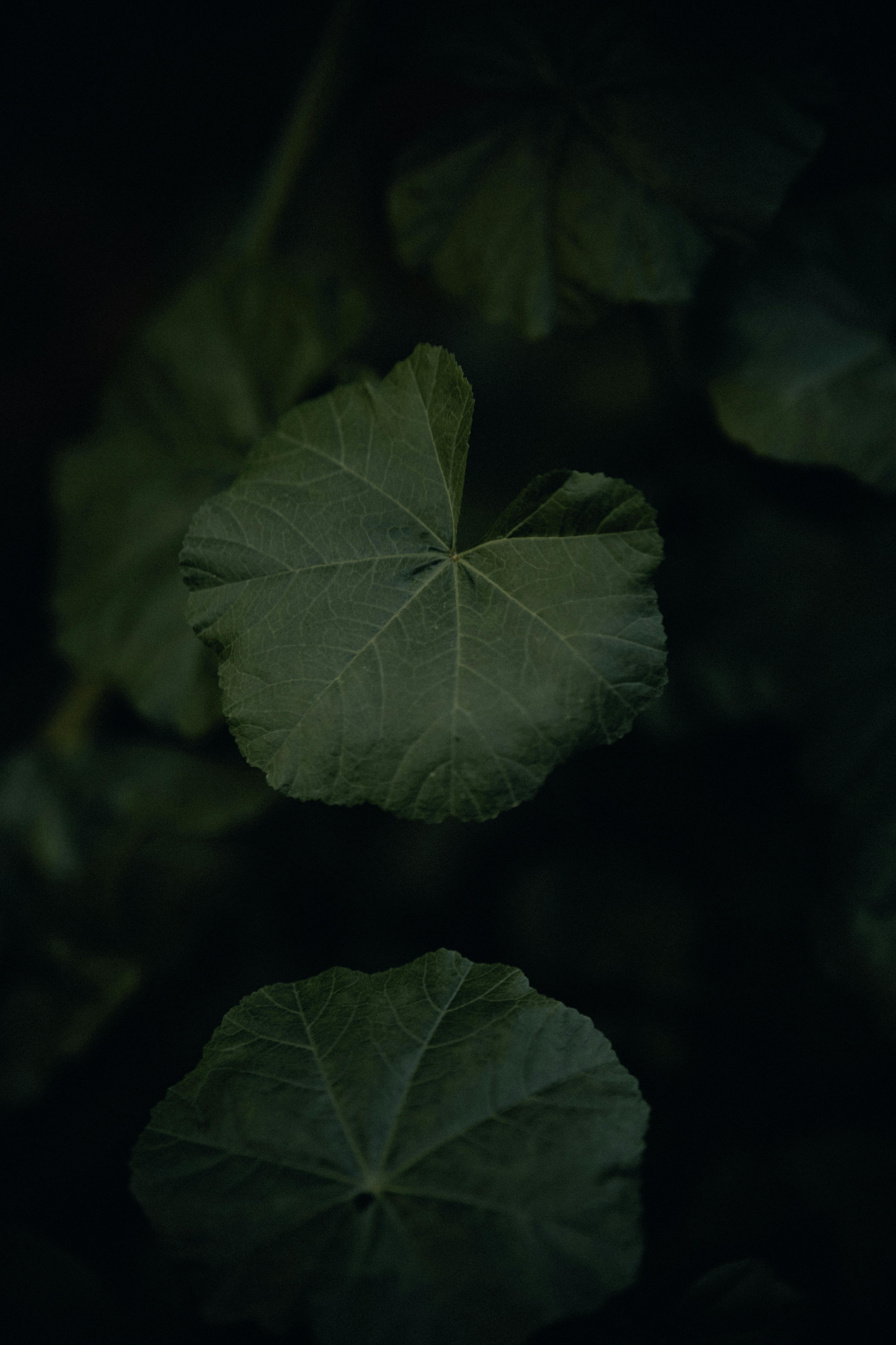 Moody dark green nasturtium leaves create a lush, botanical wallpaper aesthetic. Perfect for nature-themed designs.
