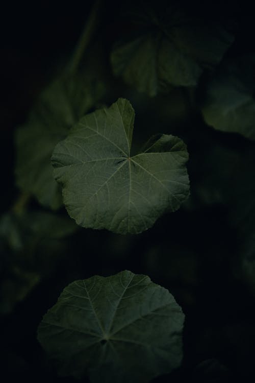 Leaves of Nasturtium