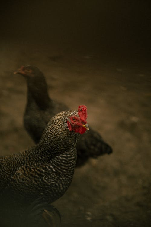 Hens on Farm