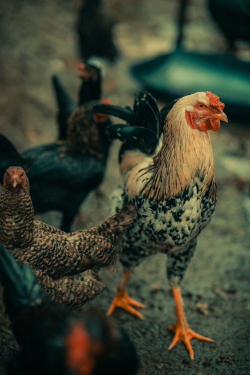 Photos gratuites de exploitation agricole, les poules, oiseaux