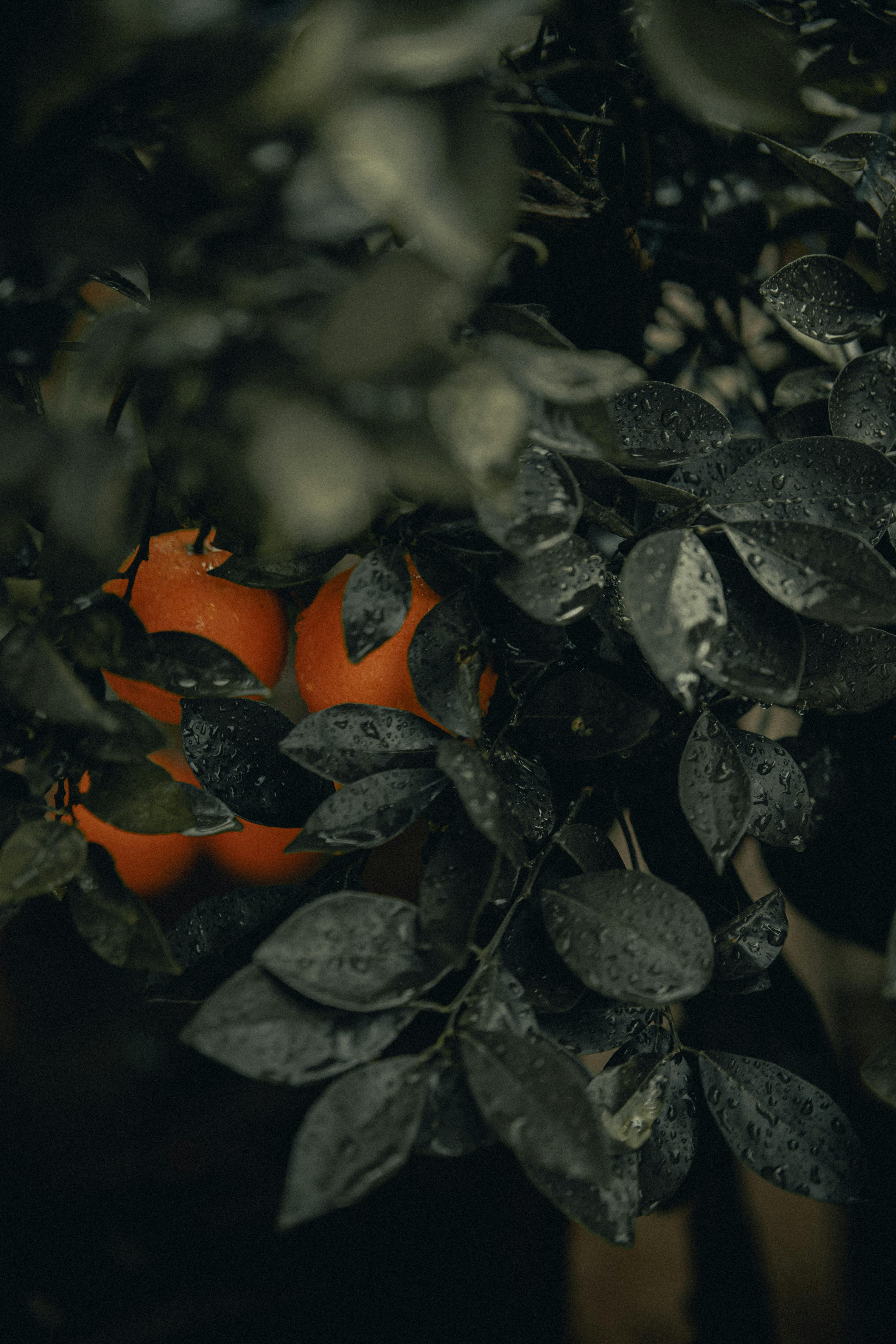 Raindrops on fresh oranges and leaves, capturing the essence of nature's bounty.