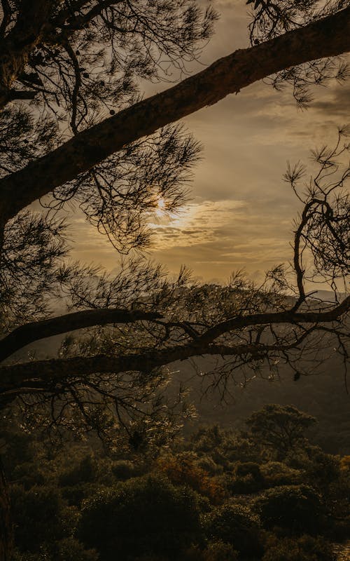Silhouette of a Tree and Scenic Landscape at Dusk 