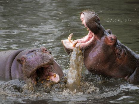 Close-up of two hippopotamuses interacting in a river, showcasing nature and wildlife photography.