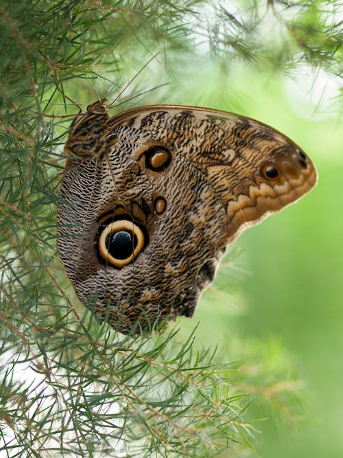 Close-up of an Owl Butterfly 