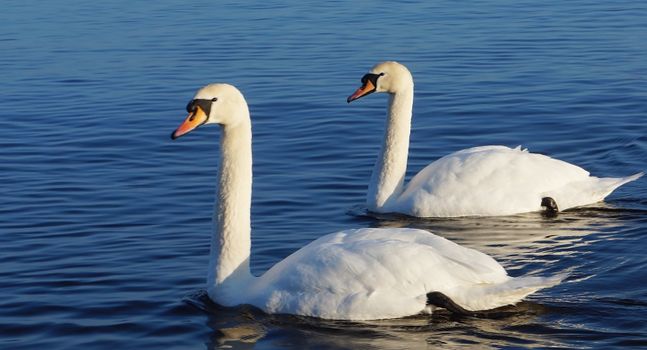 A pair of mute swans gracefully swimming on a tranquil lake, capturing the essence of serene wildlife beauty.