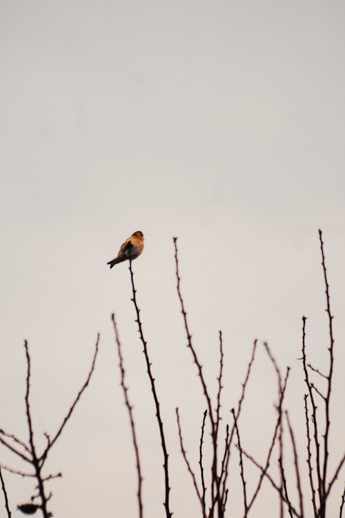 A Bird Perching on a Tree