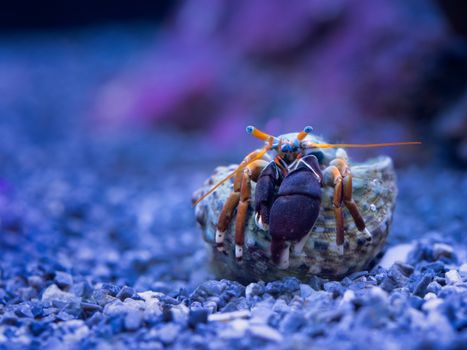 Close-up macro shot of a hermit crab on rocky surface in an aquarium environment.