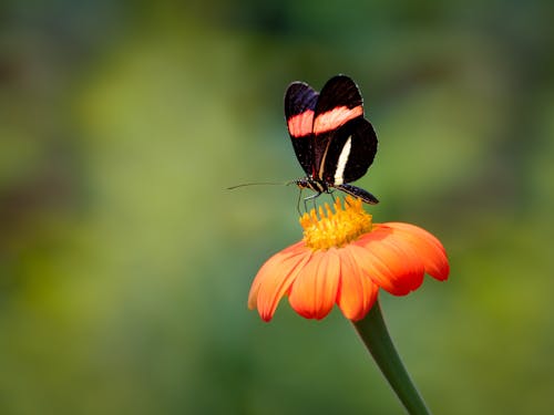 Immagine gratuita di bokeh, estate, farfalla
