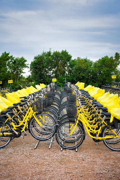 Row of Yellow Bicycles Near Tree in Daytime