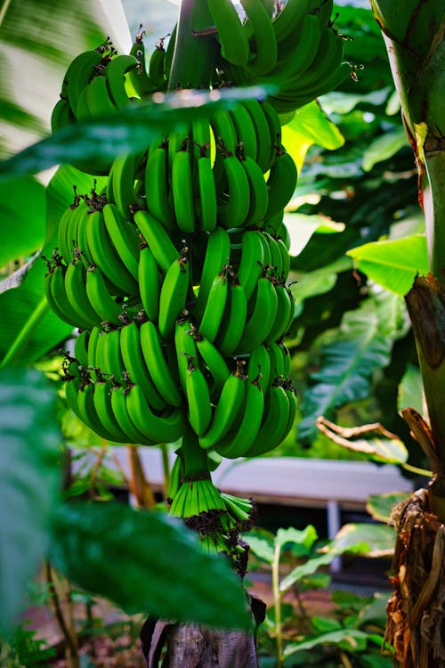 Abundance of Exotic Banana Bunch in Lush Rainforest Garden
