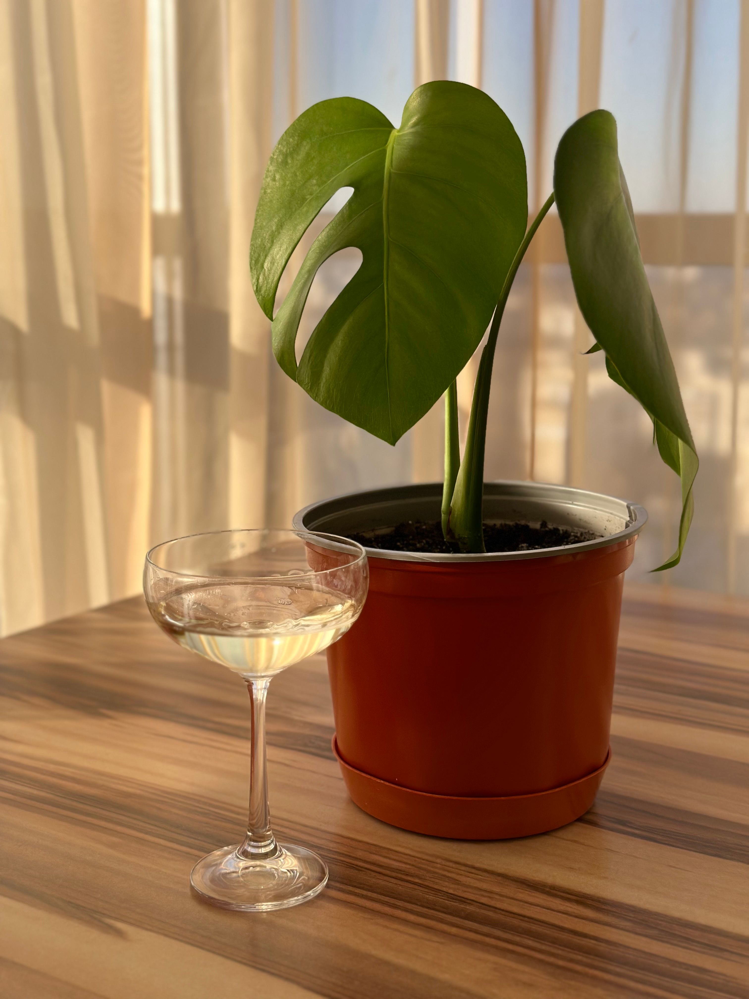 Photo gratuite de alcool, boire, fermer, plante en pot, table, tir ...