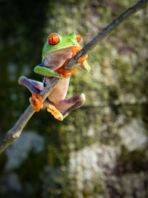Close-up of Frog Sitting on Branch
