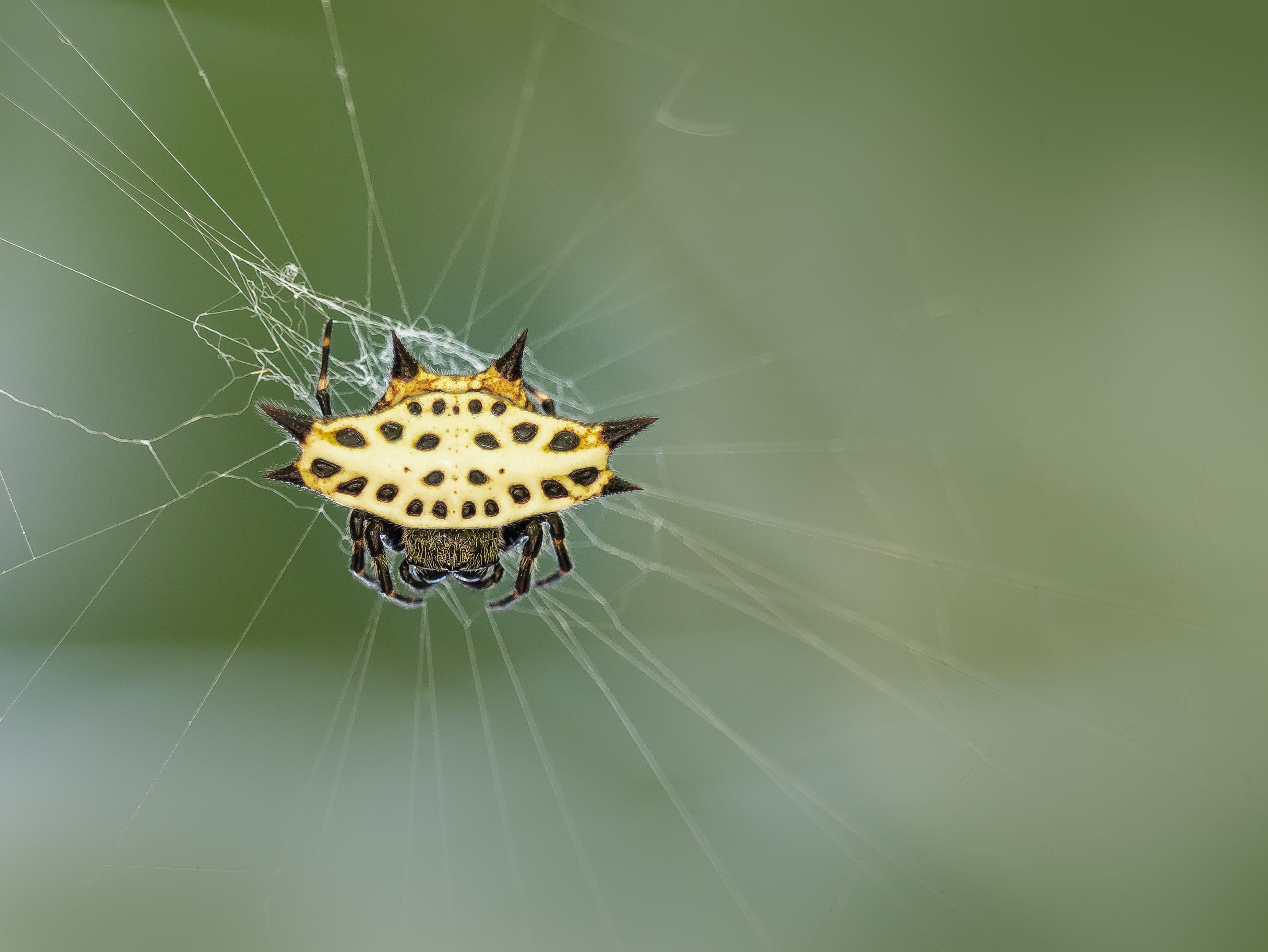 Spiny-Backed Orbweaver · Free Stock Photo