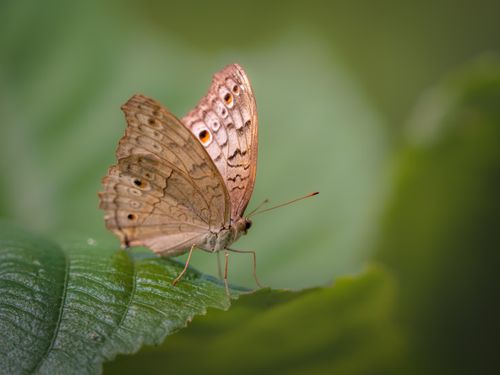 Free Close-up of a Grey Pansy butterfly resting on a green leaf in its natural habitat, showcasing its delicate patterns. Stock Photo