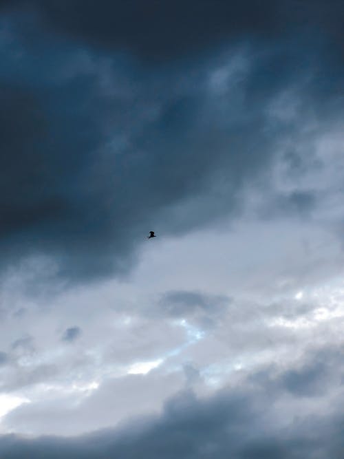 Bird Flying in Cloudy Sky