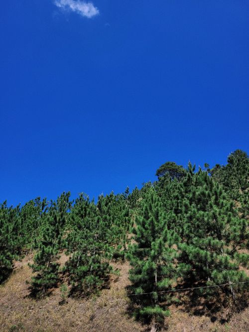 Free A vibrant hillside covered with pine trees and a clear blue sky, perfect for nature and landscape themes. Stock Photo