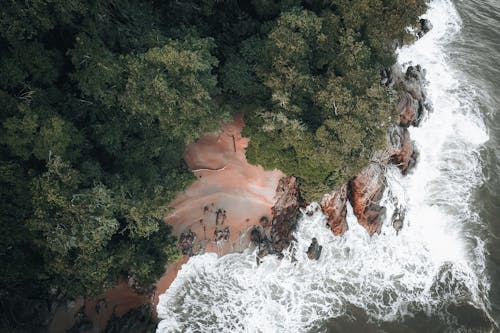 Darmowe zdjęcie z galerii z brzeg oceanu, drzewa, fotografia lotnicza