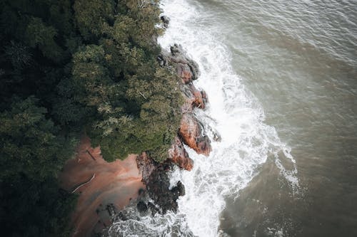 ağaçlar, deniz kenarı, doğa içeren Ücretsiz stok fotoğraf
