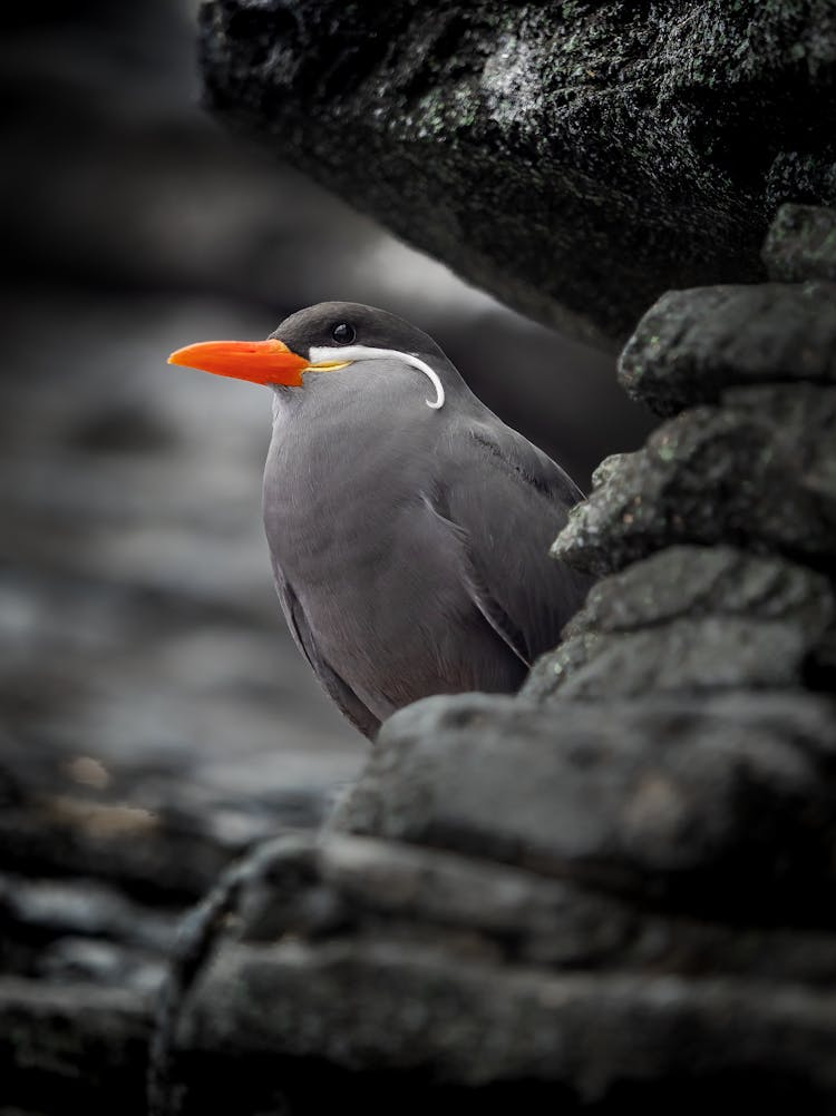 Inca Tern Standing On A Rock