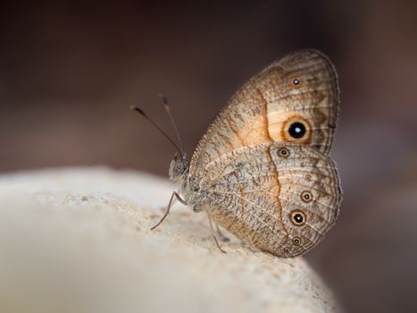 Close Up of a Hermes Satyr Butterfly