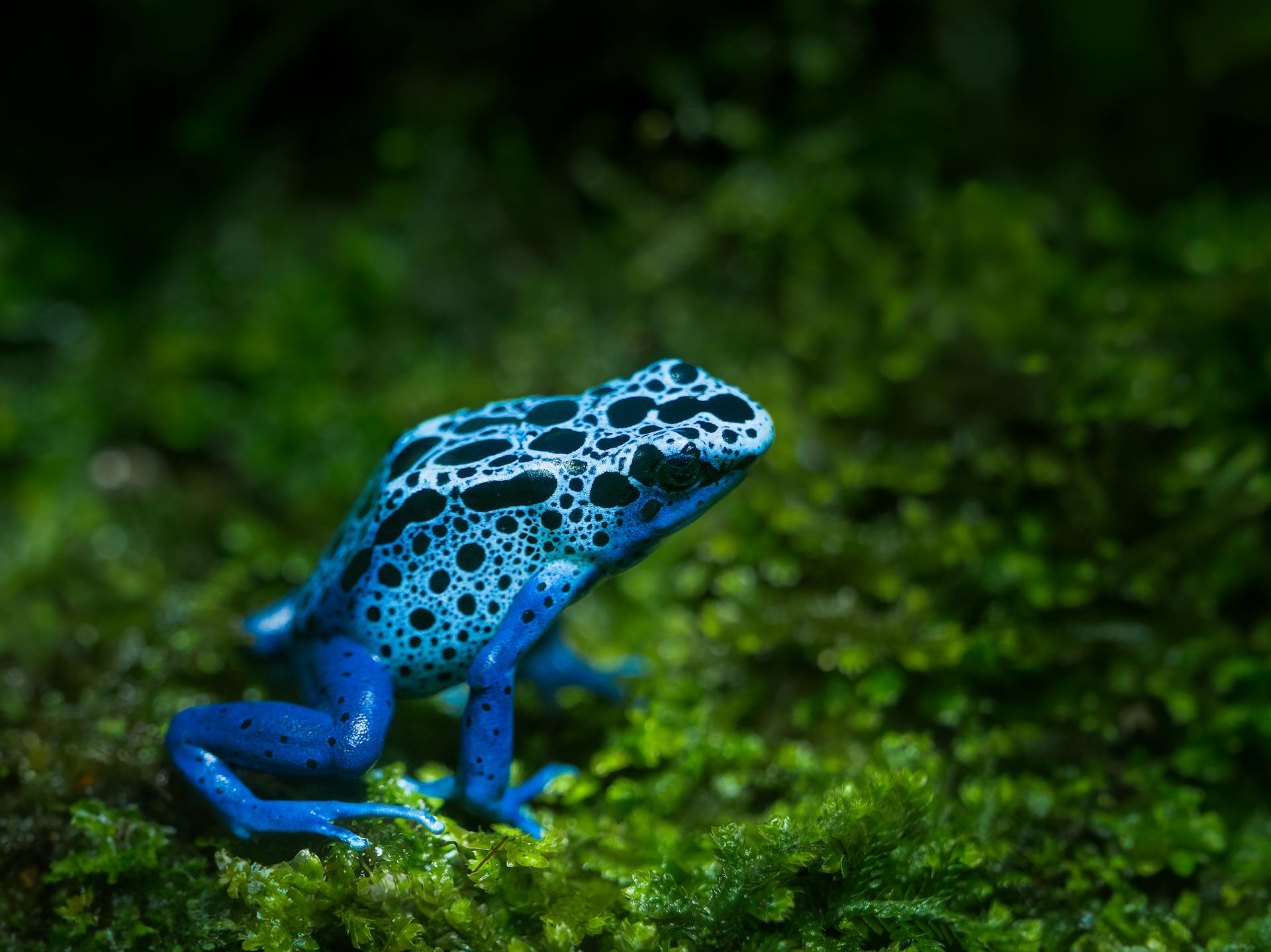 Close-up van een blauwe giftige dartkikker die op mos zit