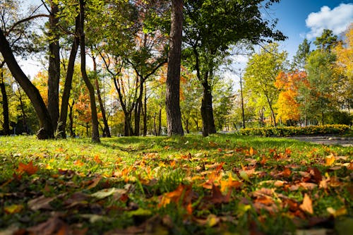 Trees and Leaves on Grass in Forest in Autumn