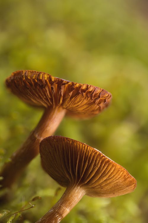 Close-up of Mushrooms Growing in Nature