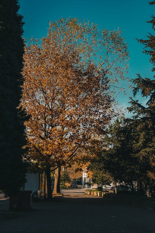 Δωρεάν στοκ φωτογραφιών με άδειος δρόμος, δέντρα, φθινόπωρο