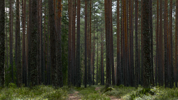 A tranquil forest with tall evergreen trees and a sun-dappled path in summer.