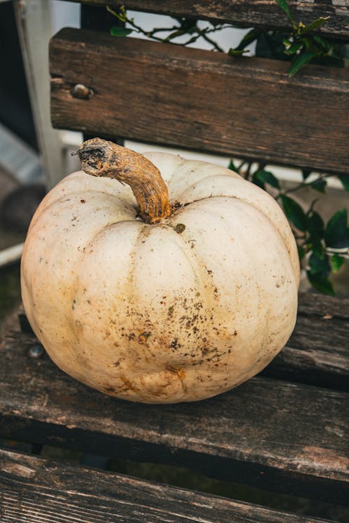 Δωρεάν στοκ φωτογραφιών με κολοκύθα haloween, κολοκύθες