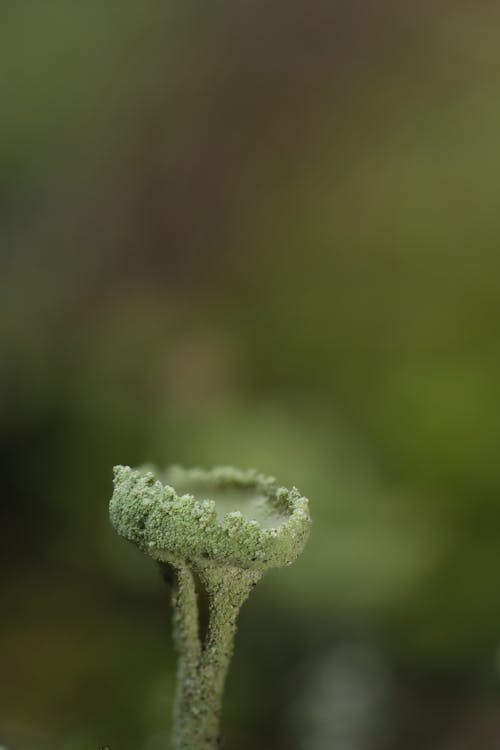 Gratis stockfoto met korstmos, macro, macrofotografie