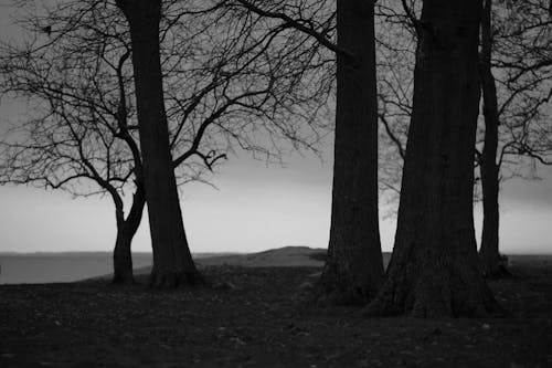 Základová fotografie zdarma na téma černobílý, kmeny stromů, padání