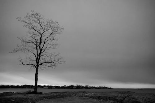 Imagine de stoc gratuită din acoperit de nori, alb-negru, arbori