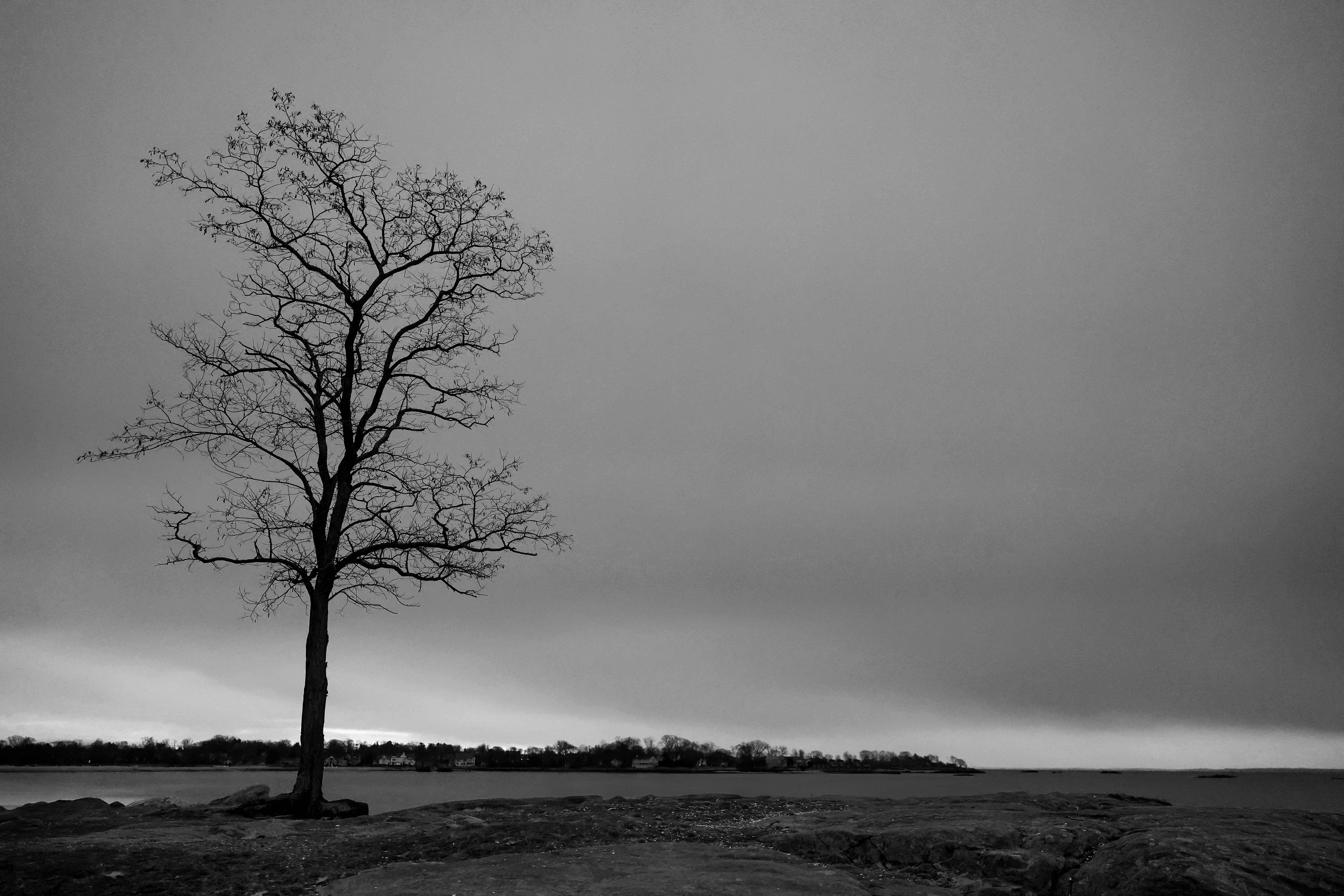 A Leafless Tree by the Water under a Cloudy Sky · Free Stock Photo