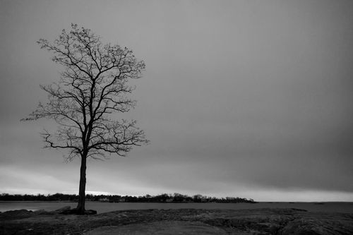 Free Serene grayscale image of a lone tree standing by the lakeside under a cloudy sky. Stock Photo
