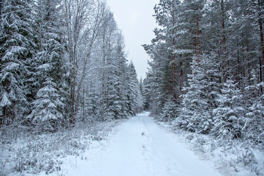A tranquil winter scene featuring a snowy forest path surrounded by frosty trees.