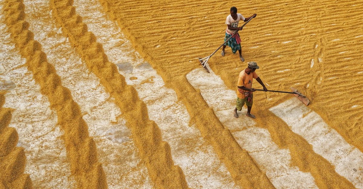 Aerial View of People Manually Drying Rice · Free Stock Photo