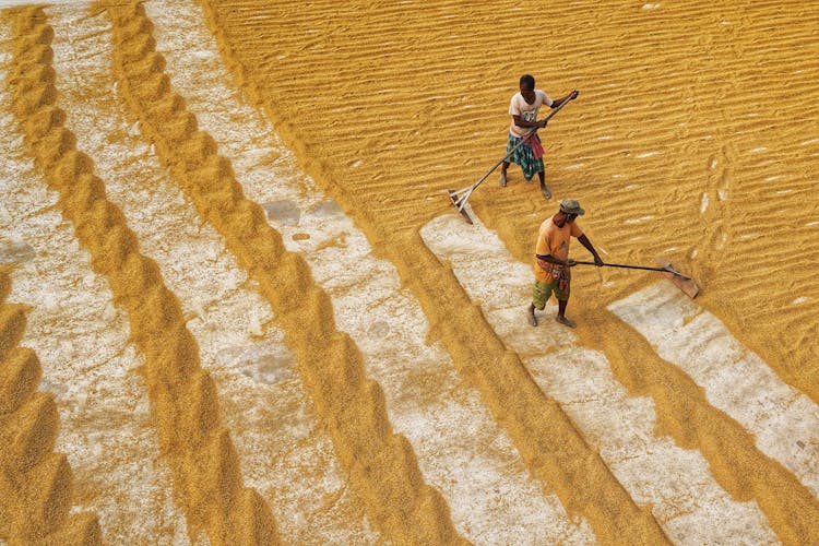 Aerial View Of People Manually Drying Rice 