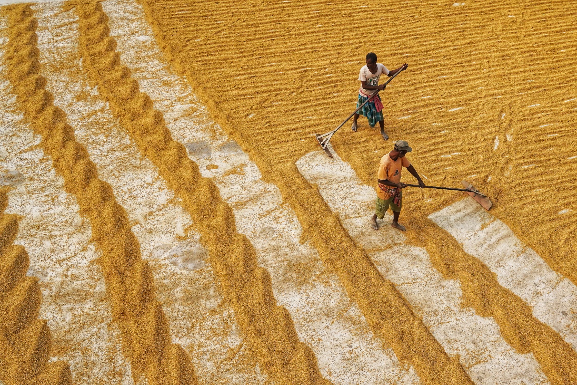 Traditional Rice System Drying Aerial View of People Manually Drying Rice · Free Stock Photo